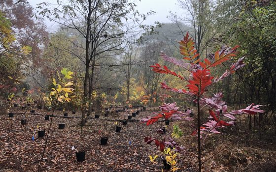 a forest floor with many black pots of small trees lined up in a row